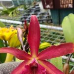 Kebun orcid hew nursery