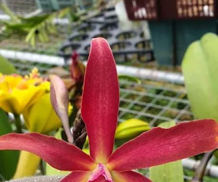 Kebun orcid hew nursery