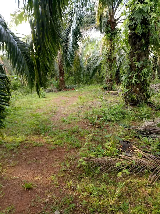 Sawit kongsi Picture 1
