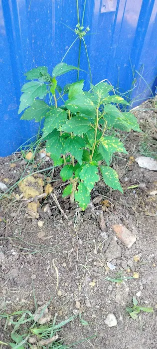 Kebun Komuniti Gombak Utara Picture 1