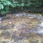 Taman Rimba Klasik Sendayu