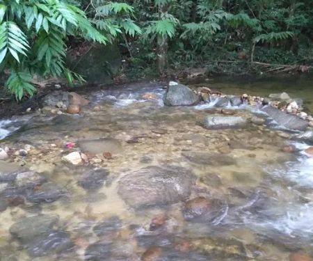 Taman Rimba Klasik Sendayu