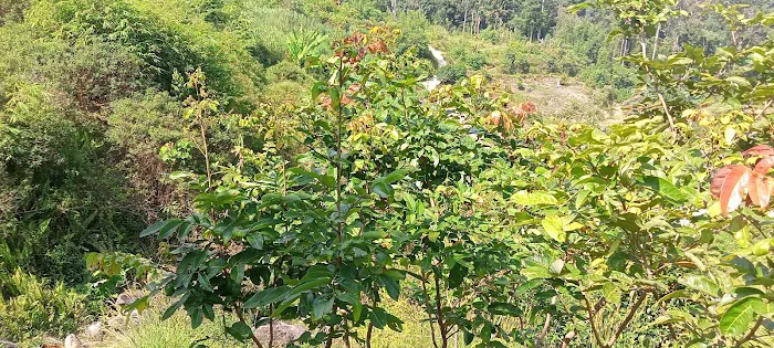 daddy's farm Picture 6