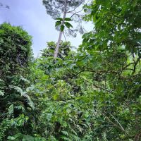 Sungai Benus Janda Baik Riverside ico