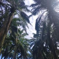 Bukit Botak Peak ico
