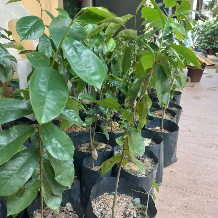 Laman Sri Maharani Picture 4