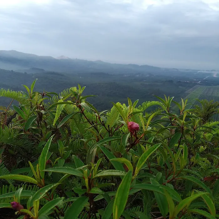 Bukit Cherakah 1st Peak Picture 9