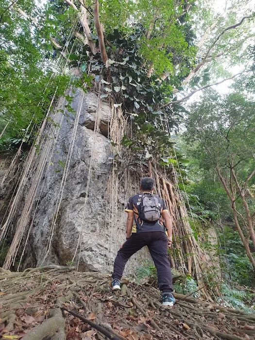 Pokok Viral Picture 2