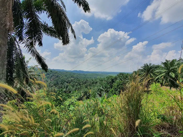 Bukit Cherakah Trailhead Picture 10