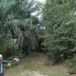 Bukit Mayong Trig Station