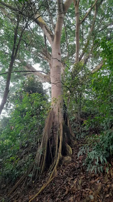 Bukit Mayong Trig Station Picture 4