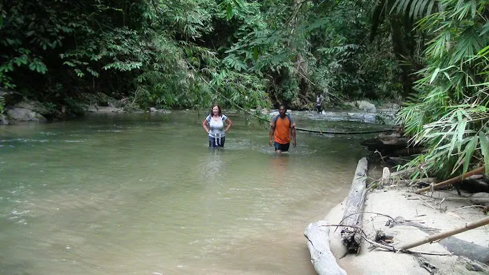 Lata Berungut Picture 1