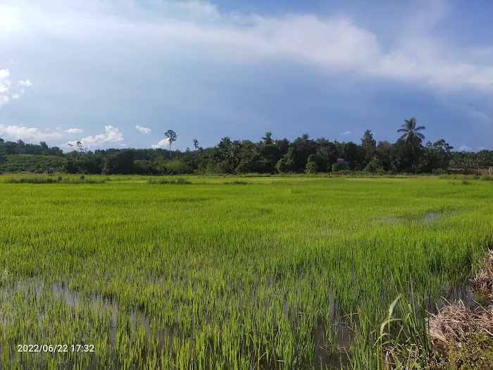 PADI ALAM WARISAN Picture 1