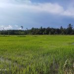 PADI ALAM WARISAN