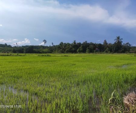 PADI ALAM WARISAN