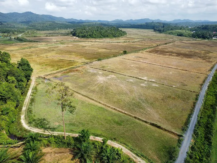 PADI ALAM WARISAN Picture 4