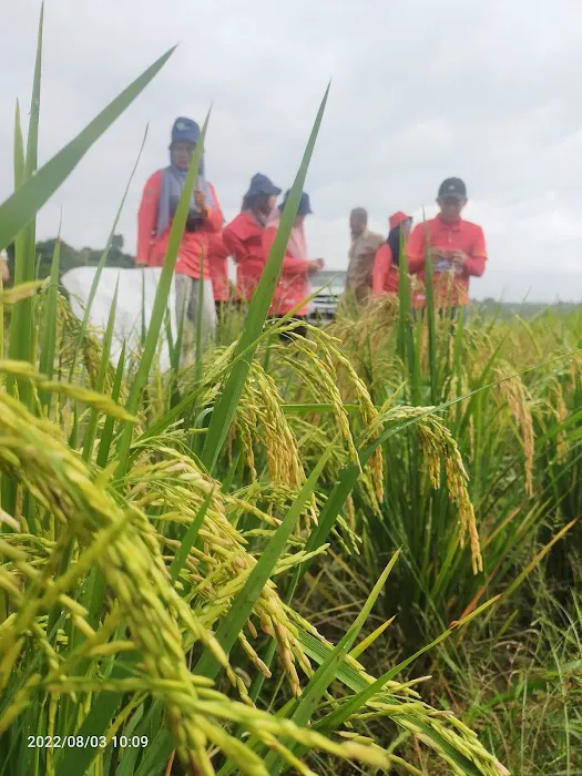 PADI ALAM WARISAN Picture 5