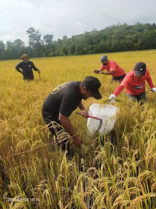 PADI ALAM WARISAN Picture 7