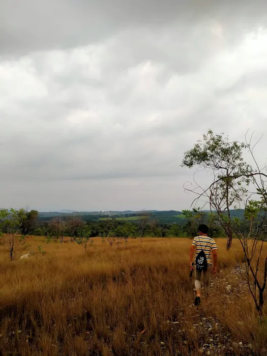 Bukit rumput Picture 5