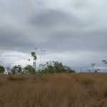 Bukit rumput
