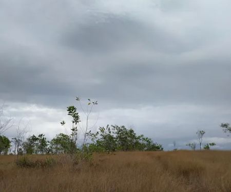 Bukit rumput