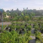 Kebun Komuniti Taman Paya Jaras Permai