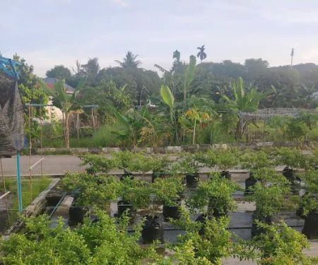 Kebun Komuniti Taman Paya Jaras Permai