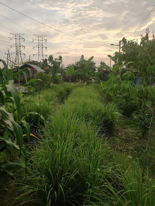 Kebun Komuniti Taman Paya Jaras Permai Picture 3