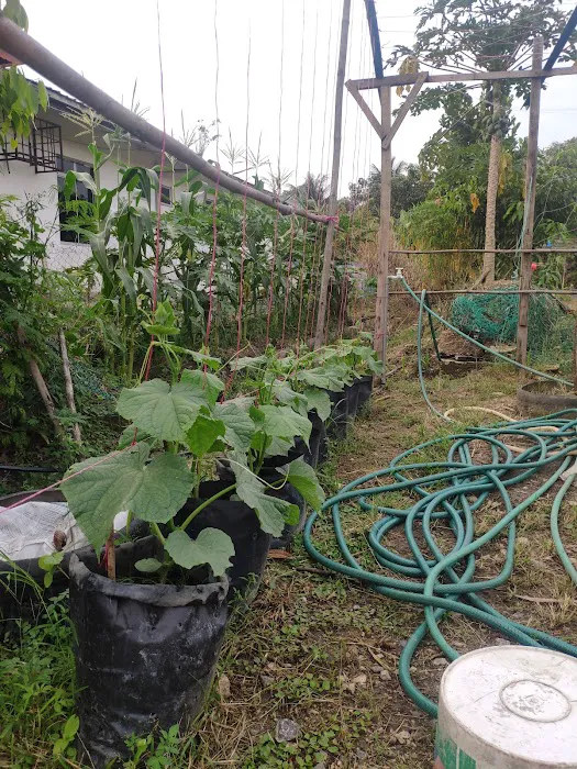 Kebun Komuniti Taman Paya Jaras Permai Picture 2
