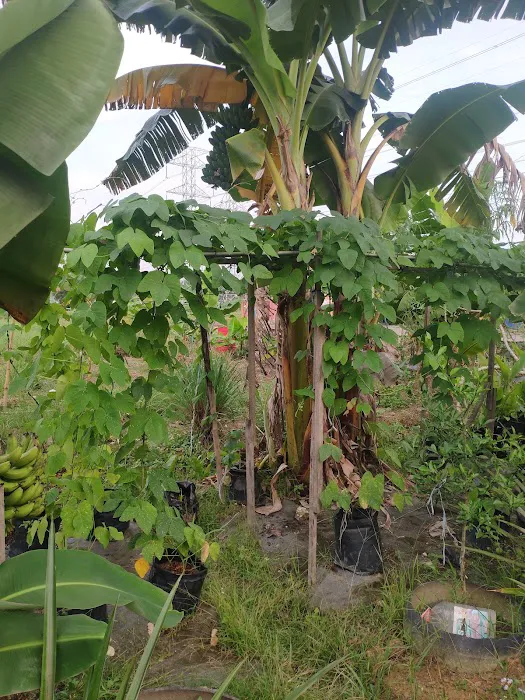 Kebun Komuniti Taman Paya Jaras Permai Picture 7