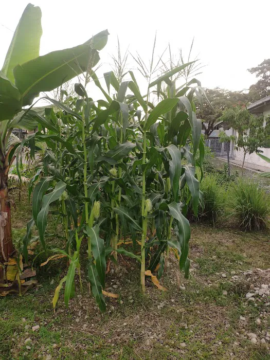 Kebun Komuniti Taman Paya Jaras Permai Picture 9