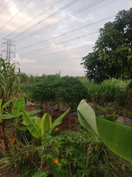 Kebun Komuniti Taman Paya Jaras Permai Picture 10
