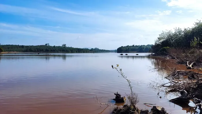 Beautiful swamp of Paya Ladang Picture 4