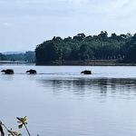 Beautiful swamp of Paya Ladang