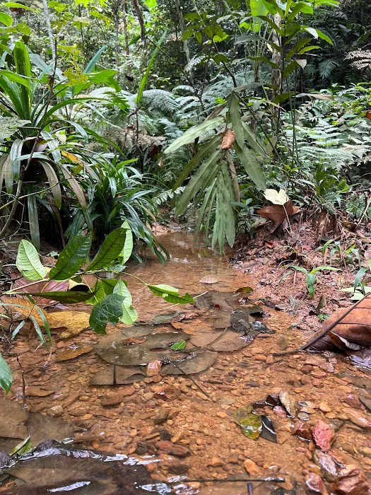 Save Bukit Dinding Picture 1