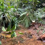 Save Bukit Dinding