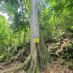 Mini Tahan 1st big tree