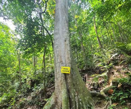 Mini Tahan 1st big tree