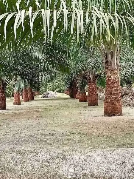 LADANG J7_H(1) Picture 1