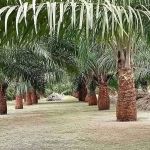LADANG J7_H(1)