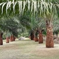 LADANG J7_H(1) ico