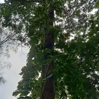 Taman Tasik Sri Gombak ico