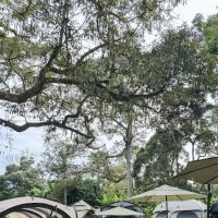 Klau Durian Resort ico
