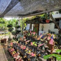 Warung Wana Lan kg sg putat ico
