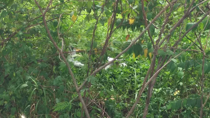 Kundang Flight Field Picture 6
