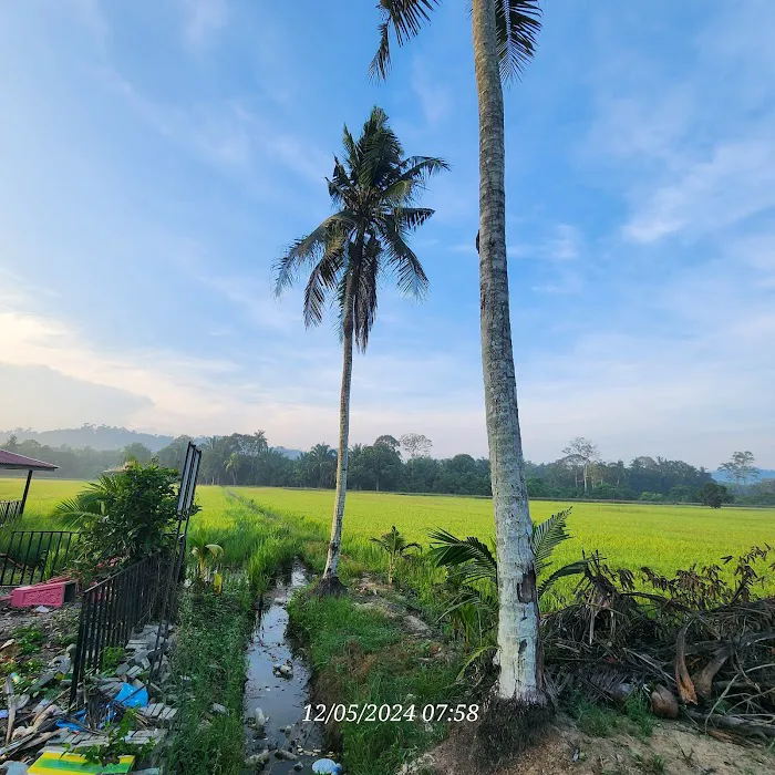 Laman Jerami Paya Sungai Kertam (Maran) Picture 3