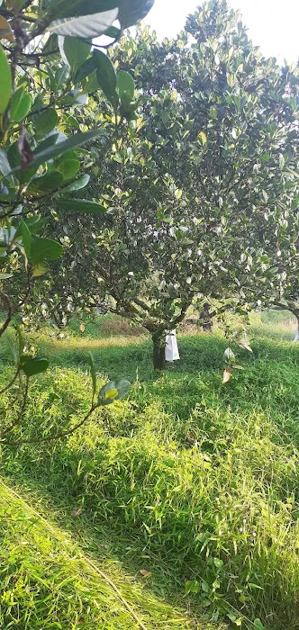 Mentari Bee Eco Tourism Farm Picture 1