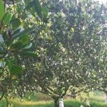 Mentari Bee Eco Tourism Farm
