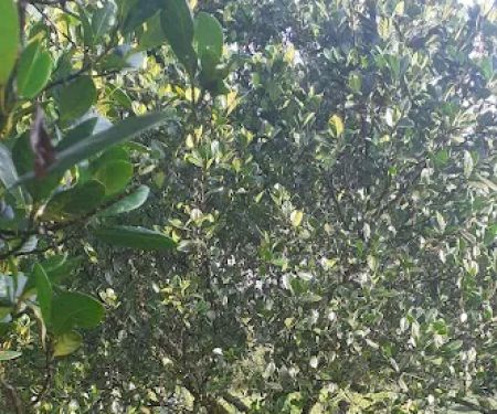 Mentari Bee Eco Tourism Farm