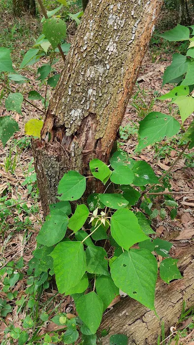 Mentari Bee Eco Tourism Farm Picture 10